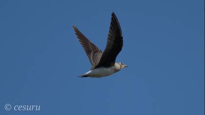 Karakanatlı Bataklıkkırlangıcı