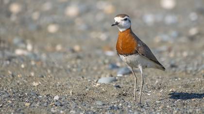 Caspian Plover