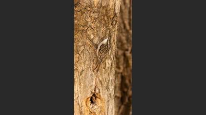 Bahçe Tırmaşıkkuşu