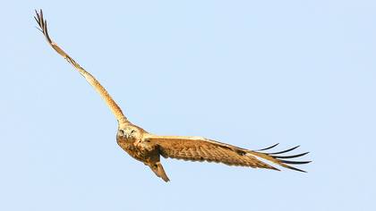 Kızıl Şahin