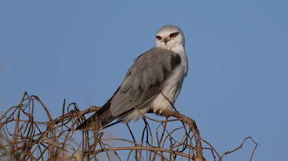 Ak Çaylak