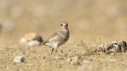 Dağ Cılıbıtı