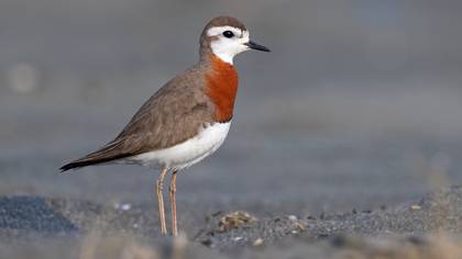 Caspian Plover