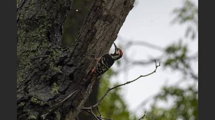 White-backed Woodpecker