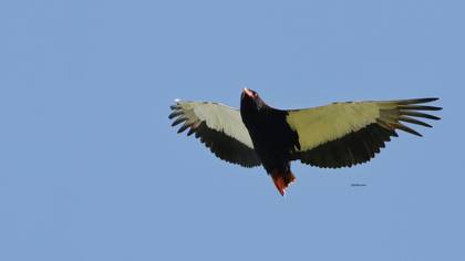 Bateleur