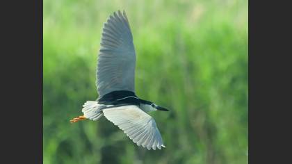 Gece Balıkçılı