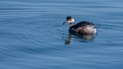 Karaboyunlu Batağan