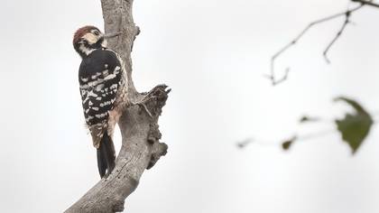 White-backed Woodpecker
