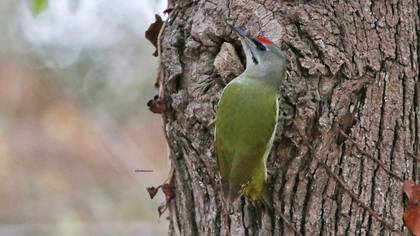Grey-headed Woodpecker