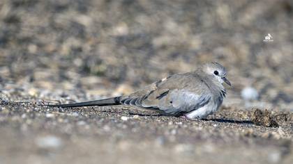 Namaqua Dove