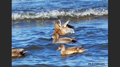 Gadwall