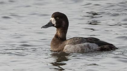 Greater Scaup