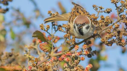Ağaç Serçesi