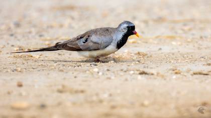 Namaqua Dove
