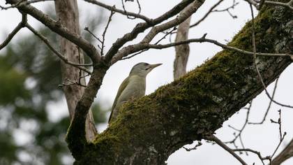 Grey-headed Woodpecker