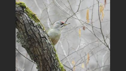 Grey-headed Woodpecker