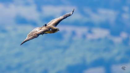 Booted Eagle