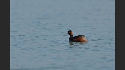 Black-necked Grebe