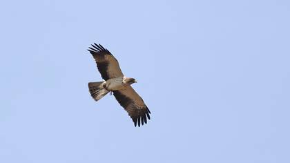 Booted Eagle