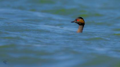 Black-necked Grebe