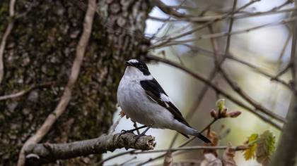 Halkalı Sinekkapan
