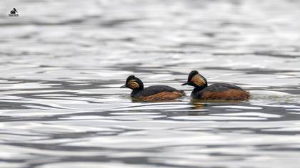 Black-necked Grebe