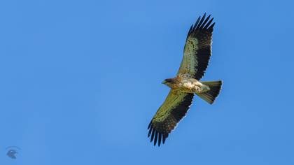Booted Eagle