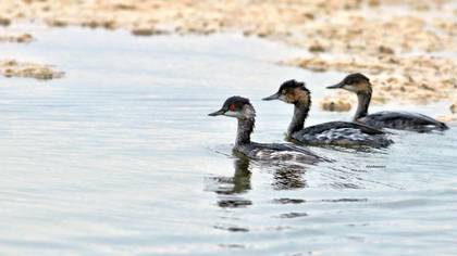 Black-necked Grebe