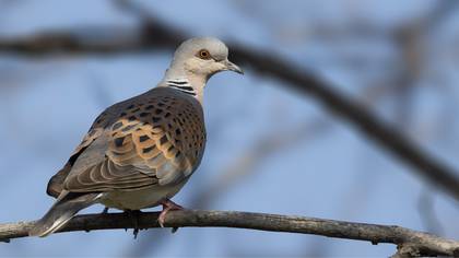 European Turtle Dove