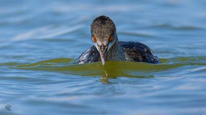 Black-necked Grebe