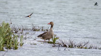 Greylag Goose