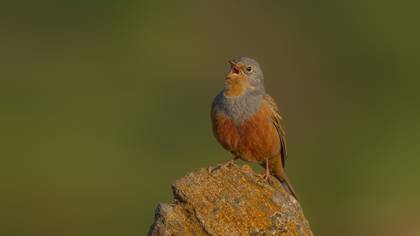 Kızıl Kirazkuşu
