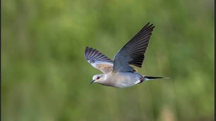 European Turtle Dove
