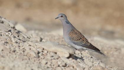 European Turtle Dove
