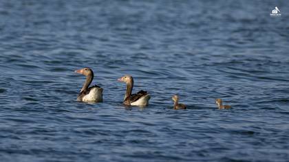 Greylag Goose