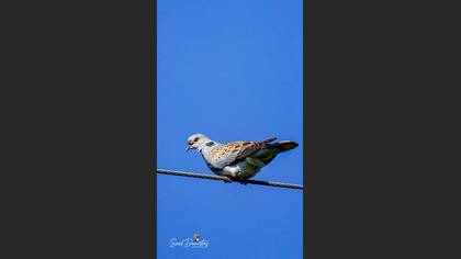 European Turtle Dove