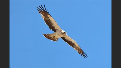 Booted Eagle