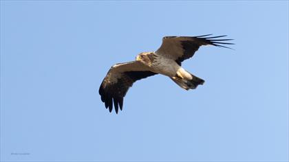 Booted Eagle
