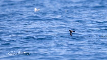 European Storm Petrel