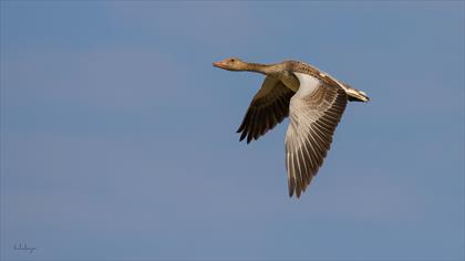 Greylag Goose