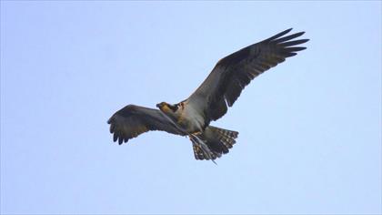 Osprey