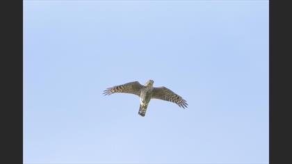 Atmaca