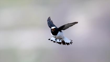 Aksırtlı Kuyrukkakan