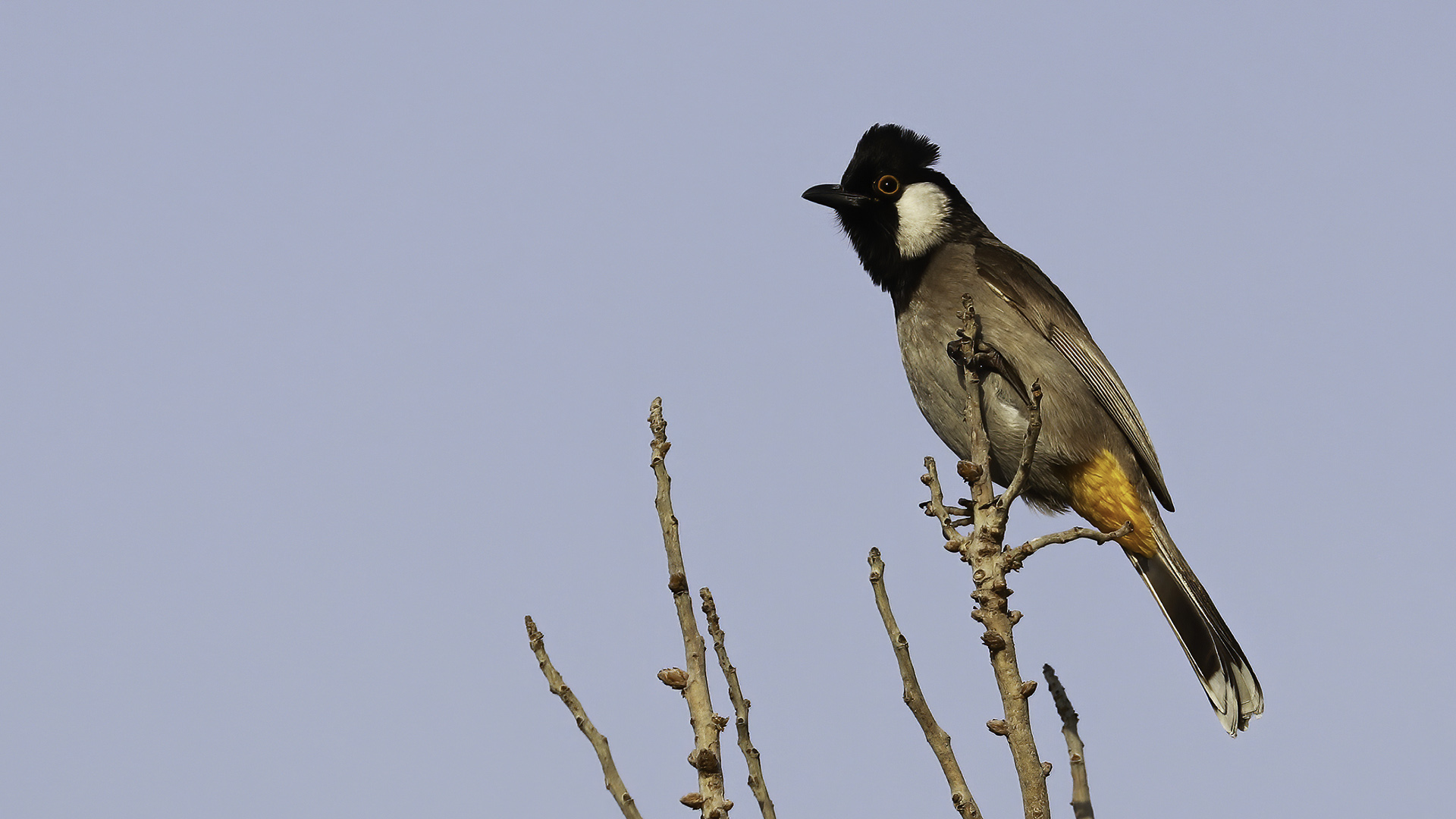 Akyanaklı Arapbülbülü