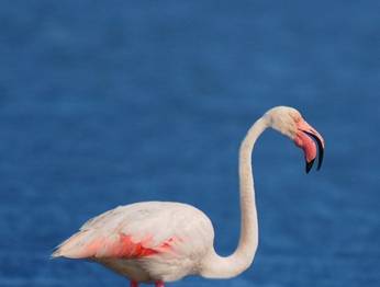 Türkiye'deki Ramsar Alanları'nda Neler Oluyor?