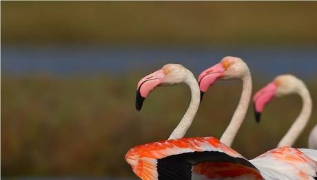Flamingolar neden gelmedi?