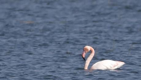 Durusu'da Flamingo...
