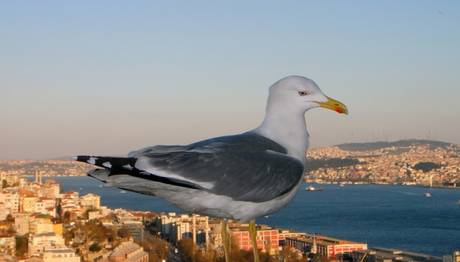 İSTANBUL BOĞAZI'NDA GÖÇ GÖZLEMLERİ BAŞLADI!