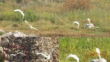 Türkiye İçin Yeni Bir Kuş Türü; Kıyı Balıkçılı - Western Reef Heron 
