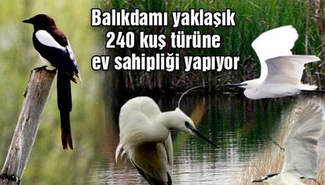 Gizli Kuş Cennetine Merhaba
